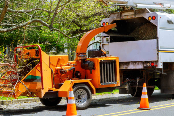 Leaf Removal in Moreno Valley, CA